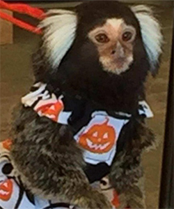 adult marmoset