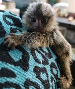 baby marmoset