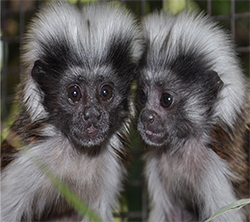 baby marmoset