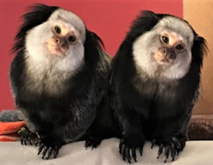 adult marmoset