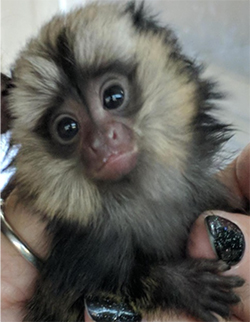 baby marmoset