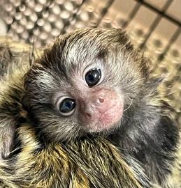 monkey b