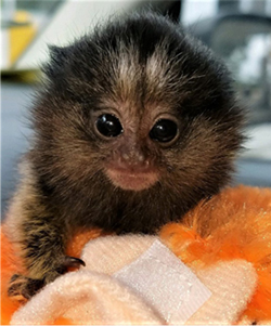 baby marmoset